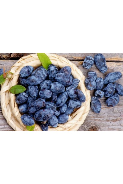 Лоniceра caerulea var. kamtschatica ‘Indigo Gem’